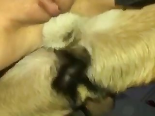 Lesbian Se X Bestiality