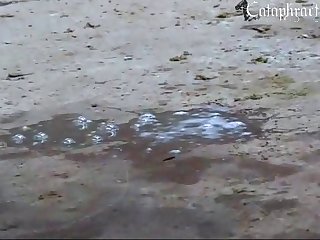 The Wolf Collapsed Again To The Ground With His Belly Up In A Submissive Pose