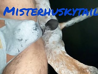 Misterhuskytail Content
