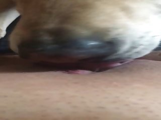 Doggy Licks Ftm Pussy