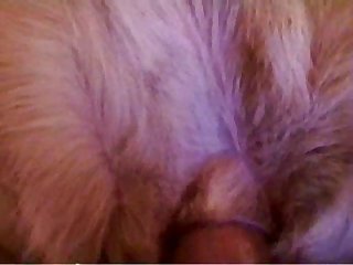 Sexual congress Scene Doggy