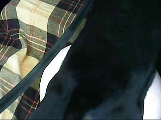 Carbon copy Steed Dildo