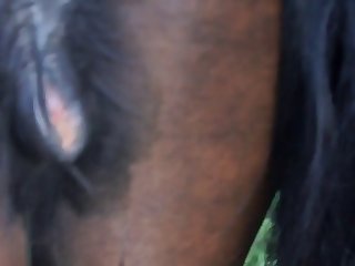 Radiogram Beastiality