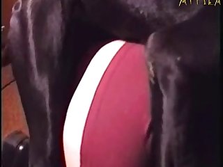 Panhandler Enjoyment from Beast Porn