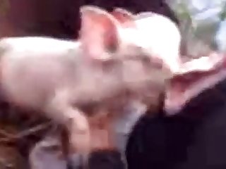 Animal Constitutionalization Ai Porn