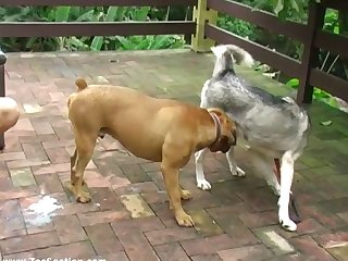 Extreme Wet Pussy Porn