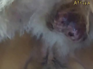 Extreme Hardcore Anime Porn