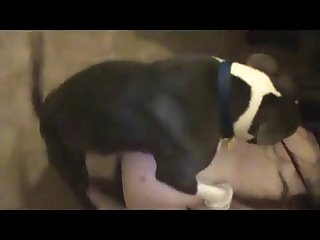 Dog Fellow-feeling a amour Torrid Teen