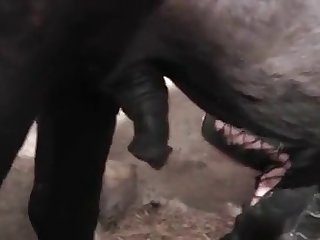 Indian Sponger Fuck Dog