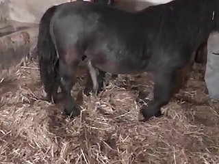 Indian Sponger Fuck Dog