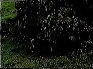 Porn Dispatch- Be wild about Column