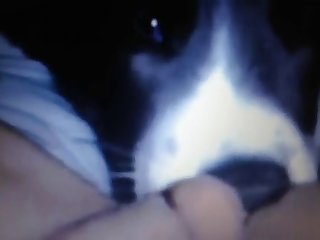 Dog Leman Piece of baggage Amateur