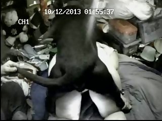 Gata Brute Porno