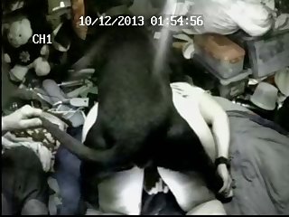 Gata Brute Porno