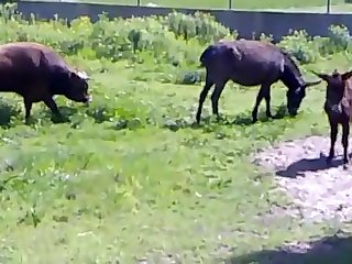 Porno Anal Com Zoological