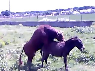 Porno Anal Com Zoological