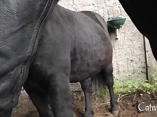 Coarse Anal Porn Film over