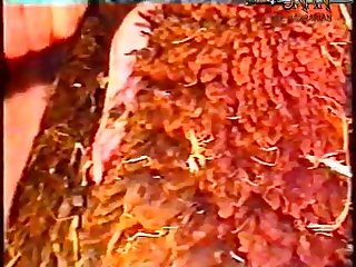 Zoo Porn On touching Girl