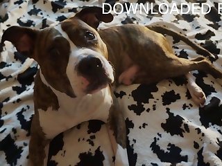 Cross-examine Fucked Apart from Dog Porn