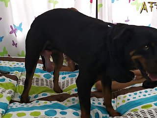 動物とsex