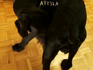 獣姦 Gif
