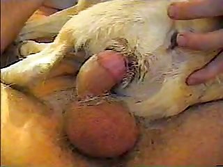 Animal Dog Sex Man Cums In Female Dog Pussy