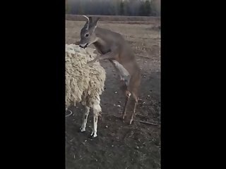 28.deer Fucking Llama