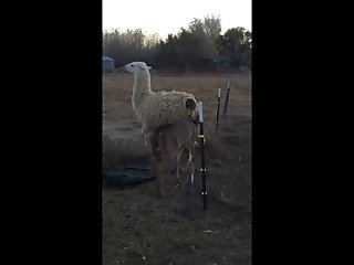 28.deer Fucking Llama