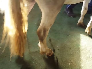 Horse Creampies And Floods Woman's Pussy With Cum