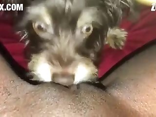 [480x270] Puppy Enjoys Eating Virgin Pussy Pet sex New