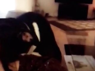Markii Lana Ay Gacmaheedii U Dhaqaaqday Dhinaca Animal Porn Rocks