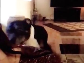 Markii Lana Ay Gacmaheedii U Dhaqaaqday Dhinaca Animal Porn Rocks