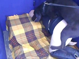 Both Of Them Were Tired Now So When Devil Decided To Lay Down He Took Mistress With Him